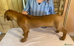 Rhodesian Ridgeback dogs for sale: LADYLIUWA KC REG. LITTER: LAST TWO PUPS FOR SALE in Grantham - Image 11