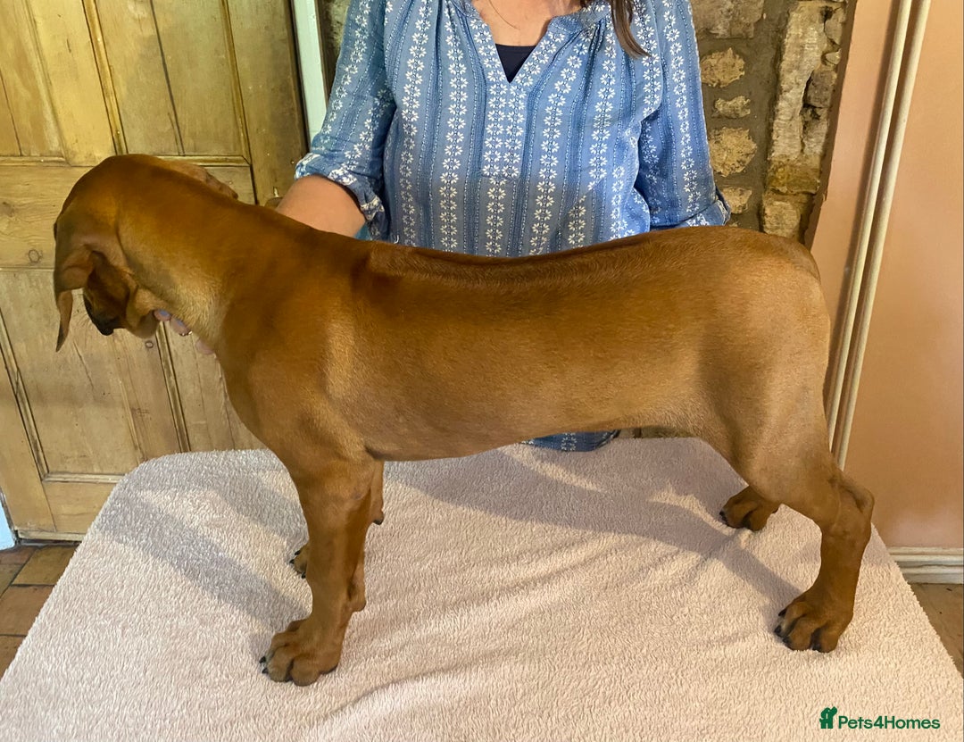 Rhodesian Ridgeback dogs for sale: LADYLIUWA KC REG. LITTER: LAST TWO PUPS FOR SALE in Grantham - Image 11