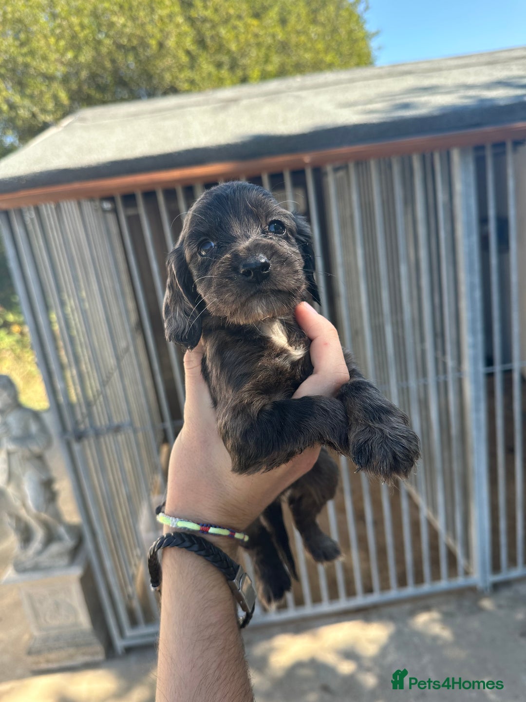 Cocker Spaniel dogs for sale: Rare cocker spaniels - Image 5