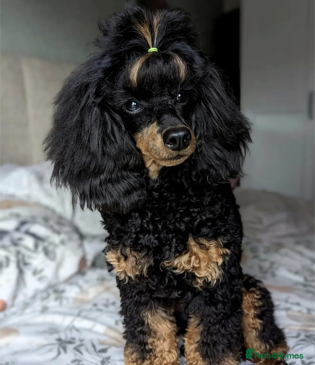 Toy Poodle dogs for stud: KC registered / health tested toy poodle stud in Bolton - Advert 5