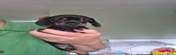 Miniature Dachshund dogs for sale: 🤍Health tested miniture dachshund🤍 - Advert 4