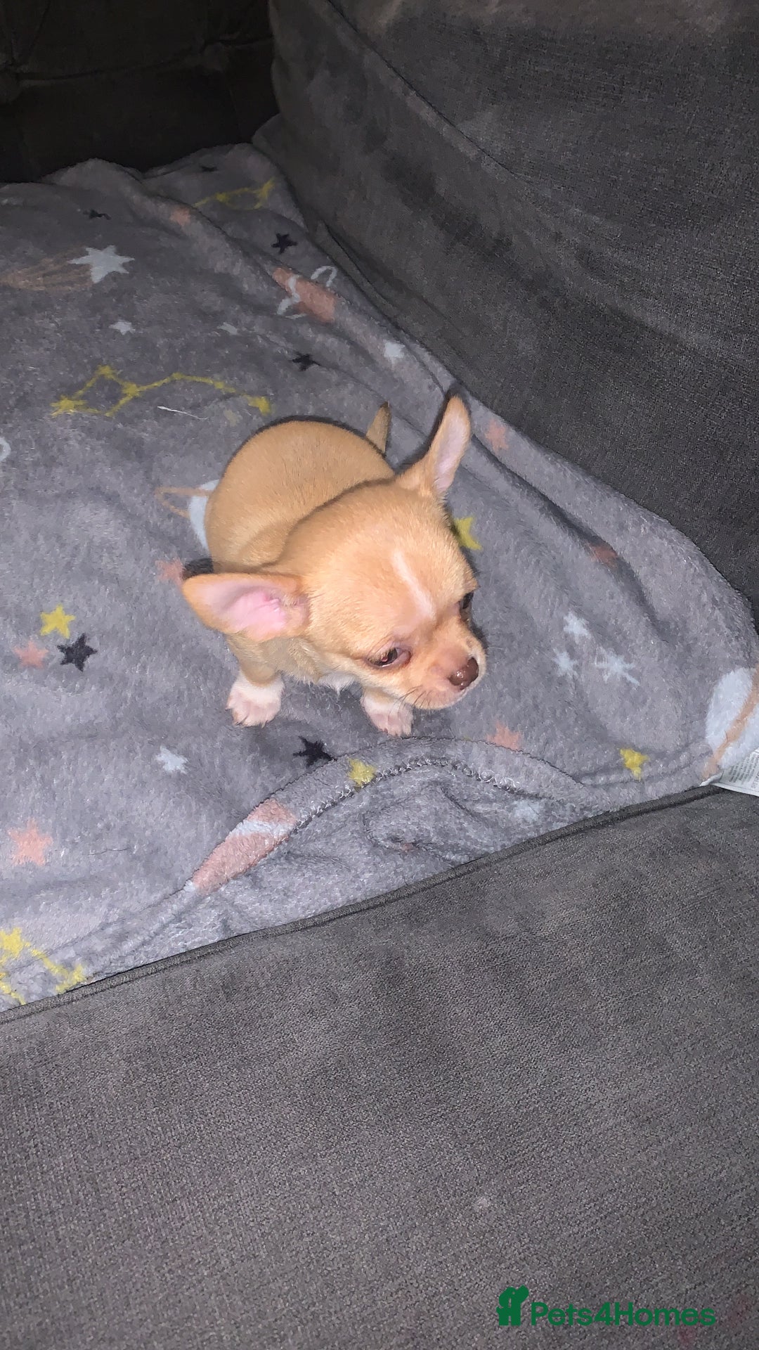 Chihuahua dogs for sale: ❤️ Last little boy ready for his forever home ❤️ - Advert 32
