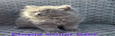 British Longhair 1