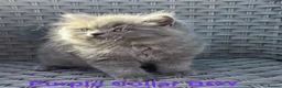 British Longhair cats for sale: GCCF Blue British Long Hair Kittens  - Advert 1