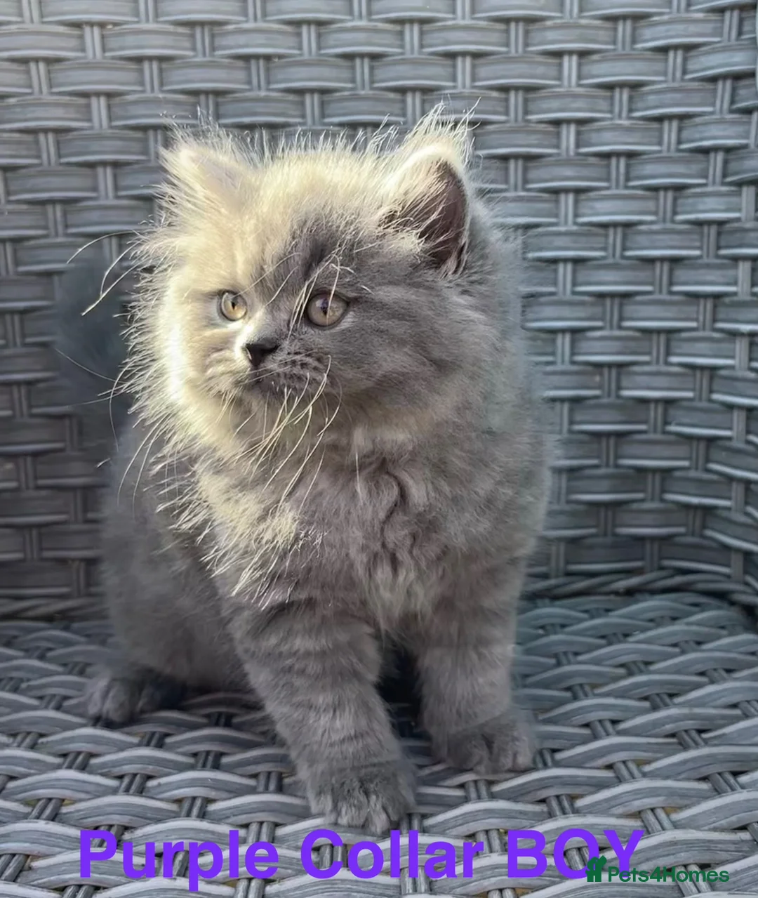 British Longhair cats for sale: GCCF Blue British Long Hair Kittens  - Advert 1