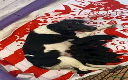 Mixed Breed dogs for sale: Jack, Springer X staffy, lurcher puppies - Image 2