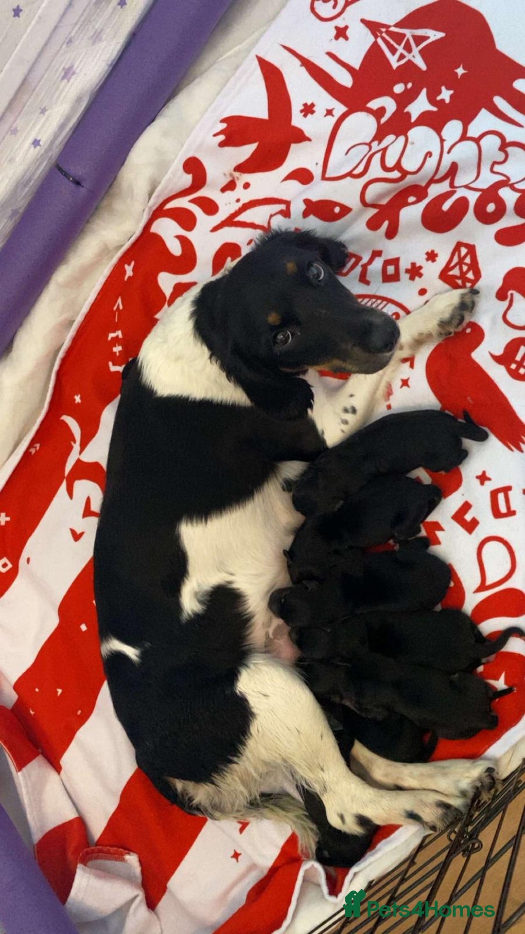Mixed Breed dogs for sale: Jack, Springer X staffy, lurcher puppies - Image 2