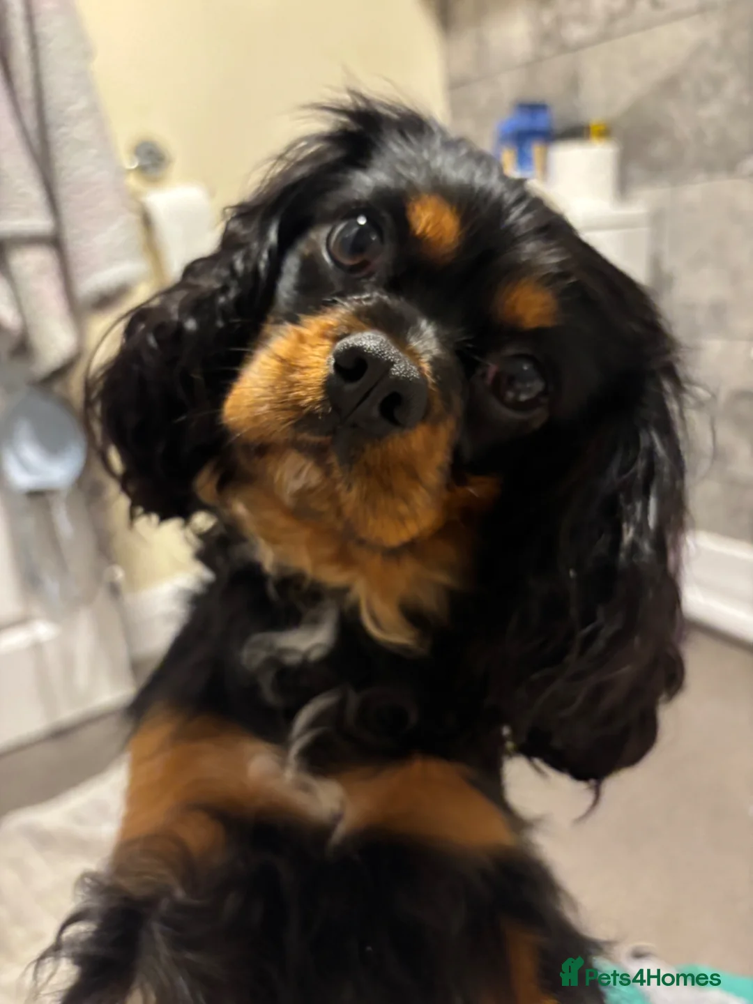 Cavalier King Charles Spaniel dogs for sale: Black and Tan Cavalier Girl in Oldham - Advert 1