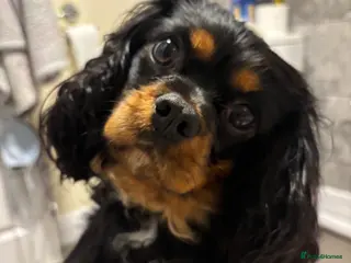 Cavalier King Charles Spaniel dogs Black and Tan Cavalier Girl - Advert 5