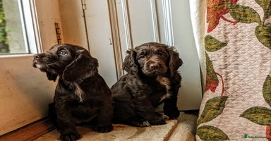 Cocker Spaniel dogs - Advert 5