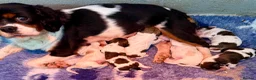 Cavachon dogs for sale: Stunning DNA CLEAR PUPPIES - Advert 1