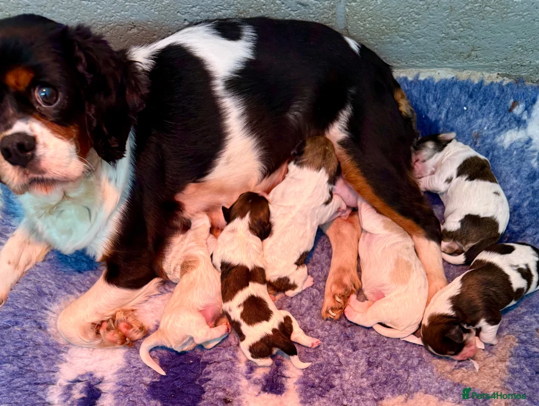 Cavachon dogs for sale: Stunning DNA CLEAR PUPPIES - Advert 1