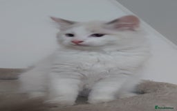 Ragdoll cats for sale: RAGDOLLS BOYS BICOLOUR VACCINATED MICROCHIPED  - Image 38