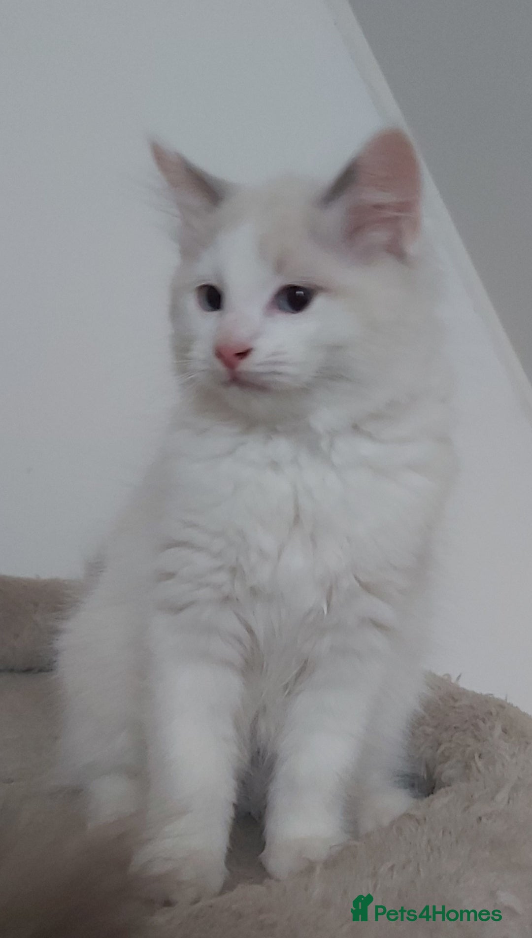 Ragdoll cats for sale: RAGDOLLS BOYS BICOLOUR VACCINATED MICROCHIPED  - Image 38