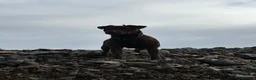 Patterdale Terrier dogs for sale: Boy patterdale  in Colyton - Advert 2