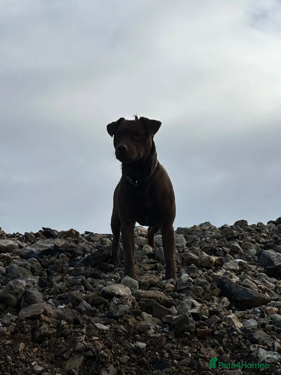 Patterdale Terrier dogs for sale: Boy patterdale  in Colyton - Advert 2