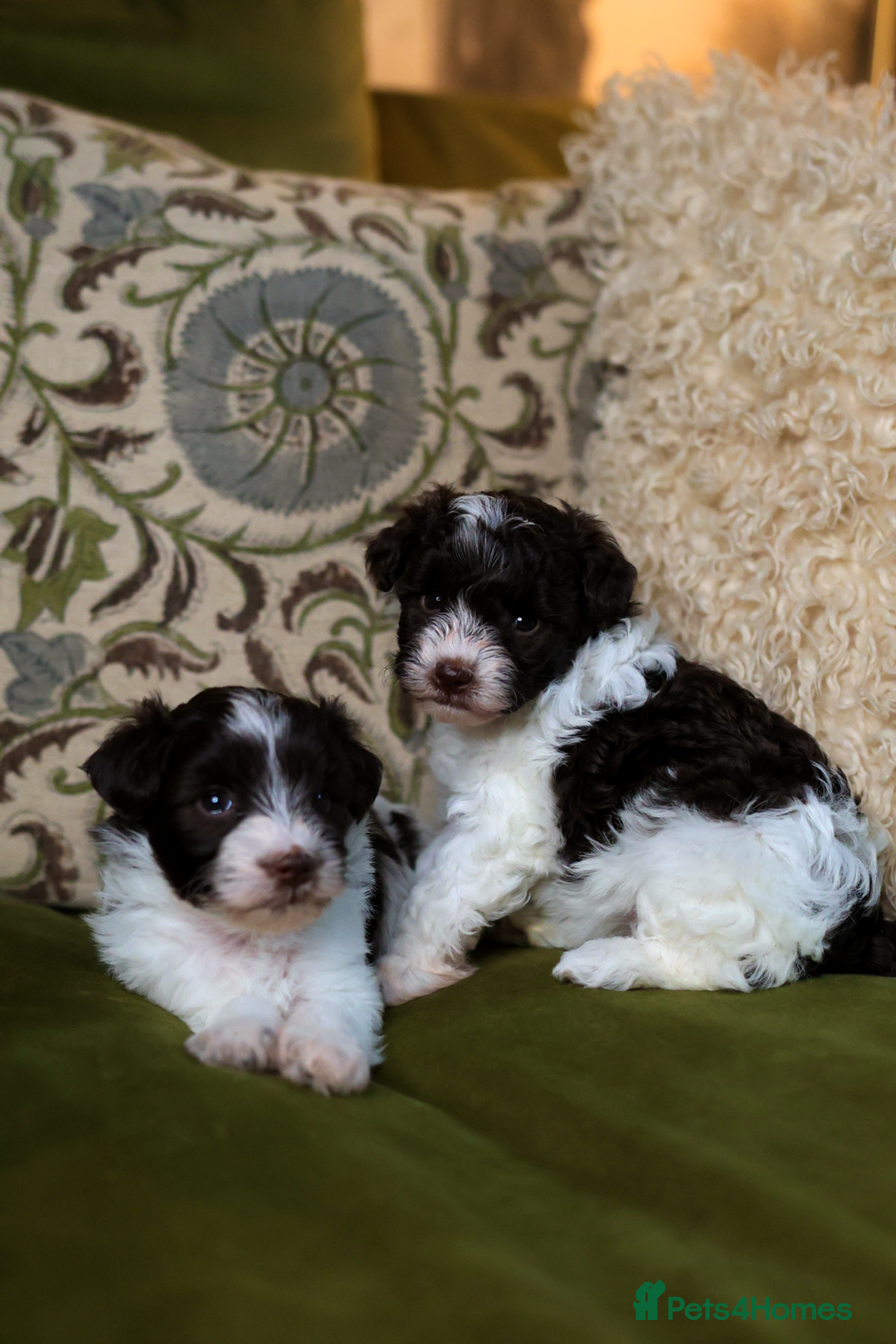 Mixed Breed dogs for sale: Adorable Schnoodle puppies  - Image 10