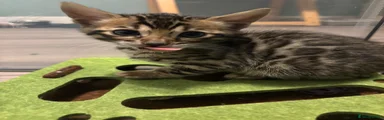 Bengal Kitten 3