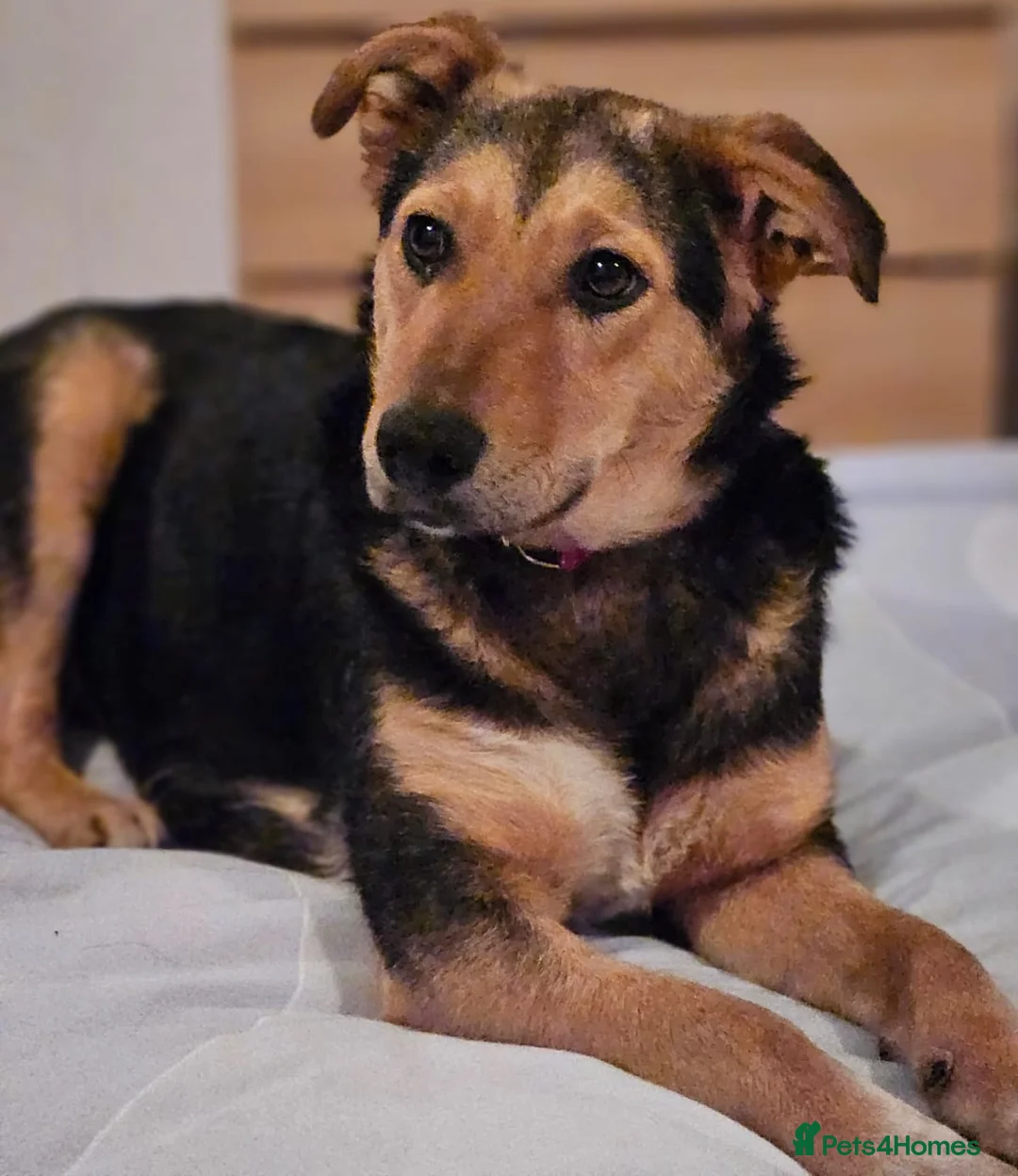 Mixed Breed dogs for adoption: 🐾 Meet Larisa - a gentle girl for a Loving Home💛 - Advert 16
