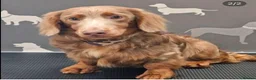 Miniature Dachshund dogs for sale: Long haired minature dachshunds - Advert 4