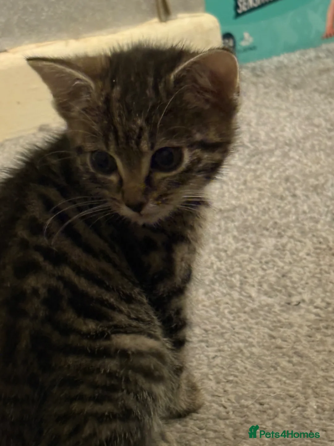 Mixed Breed cats for sale: Kittens for sale  in Bargoed - Advert 2