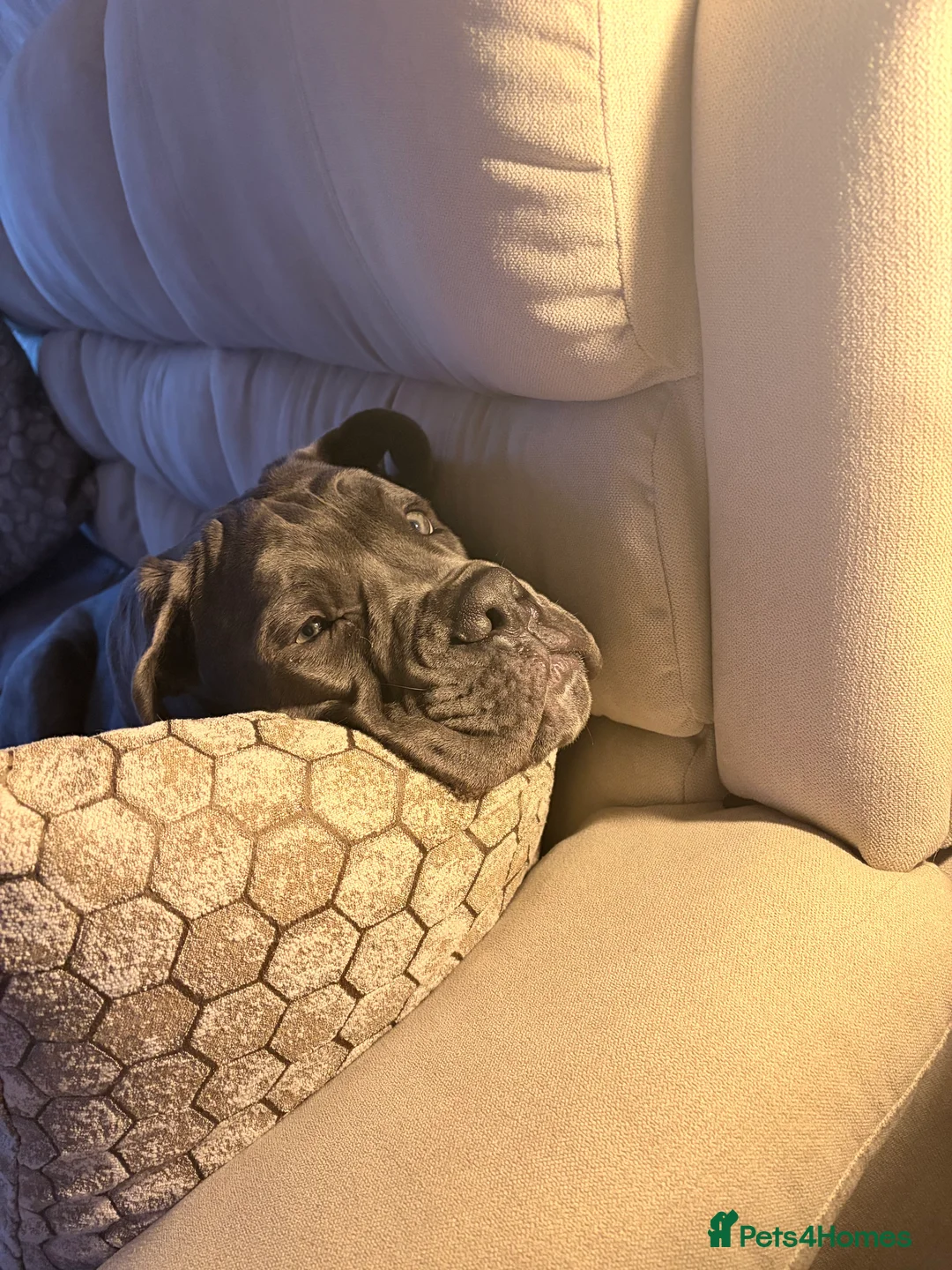 Cane Corso dogs for sale: Beautiful big girl - Advert 2