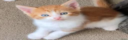 Mixed Breed cats for sale: Every Colour Imaginable! Bo's blue-eyed Beauties - Advert 6