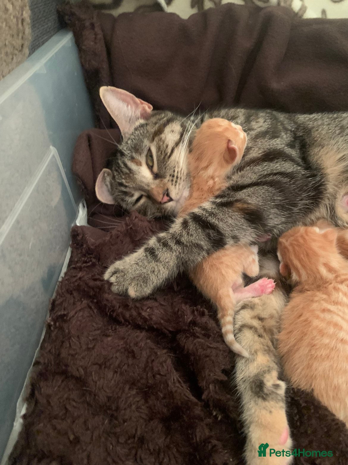 Mixed Breed cats 4 Beautiful Ginger Kittens - Advert 4