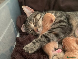 Mixed Breed cats 4 Beautiful Ginger Kittens - Advert 7