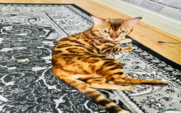 Bengal cats for sale: OUTSTANDING 🤩 Purebred Brown Rosetted Bengal - Image 4