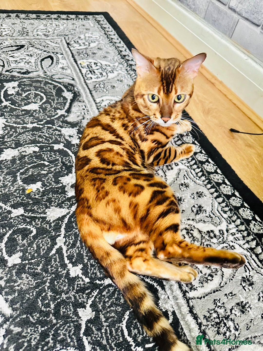 Bengal cats for sale: OUTSTANDING 🤩 Purebred Brown Rosetted Bengal - Image 4