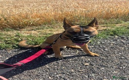 Mixed Breed dogs for sale: Belgium Malinios *DOG HANDLER ONLY* - Image 2