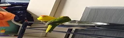 Parakeets birds for sale: 3 Kakarki parrots  in Durham - Advert 8