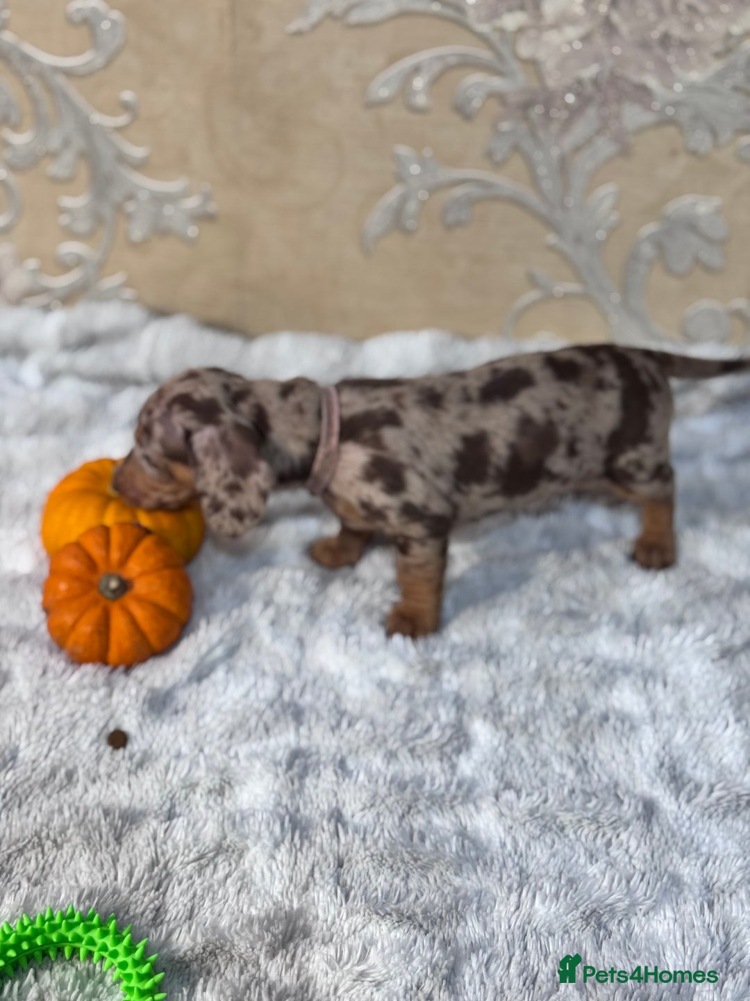 Dachshund dogs for sale: Dachshund Miniature  - Image 9