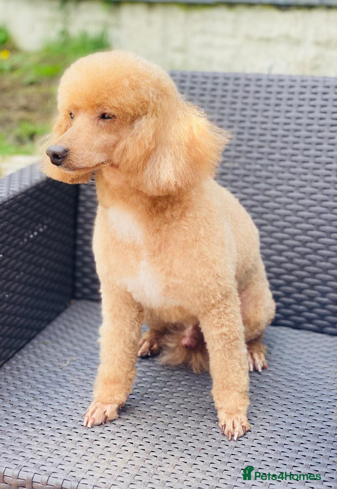 Cockapoo dogs for sale: Gorgeous F1 Cockapoo puppies  in Mansfield - Advert 3