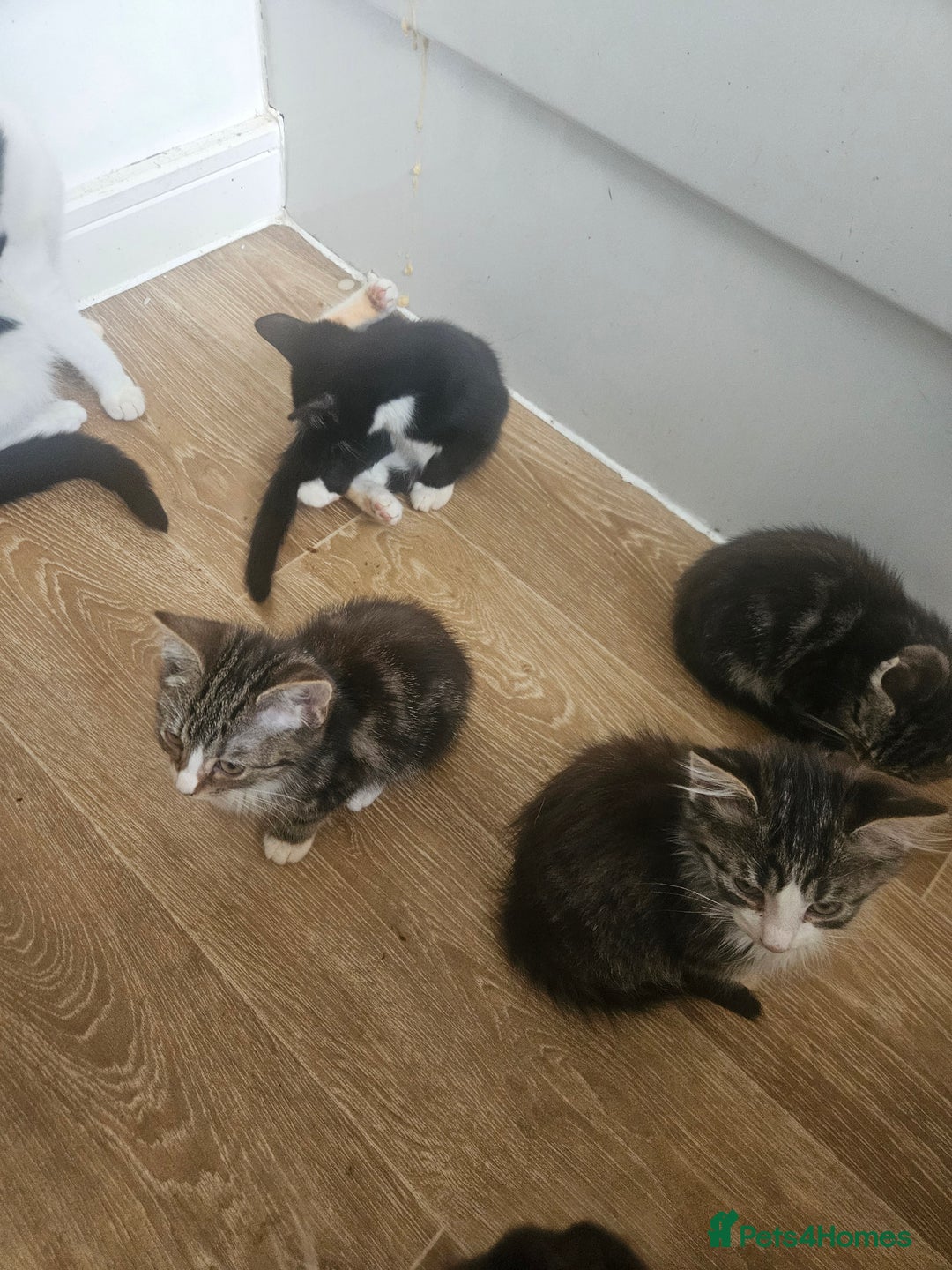 Mixed Breed cats for sale: Kittens For Sale - Image 4