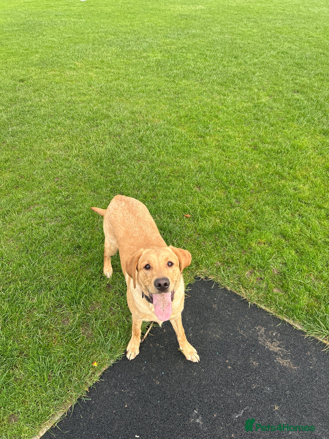 Labrador Retriever dogs for sale: Kc registered Labrador puppies ⭐️⭐️⭐️⭐️⭐️ - Image 4