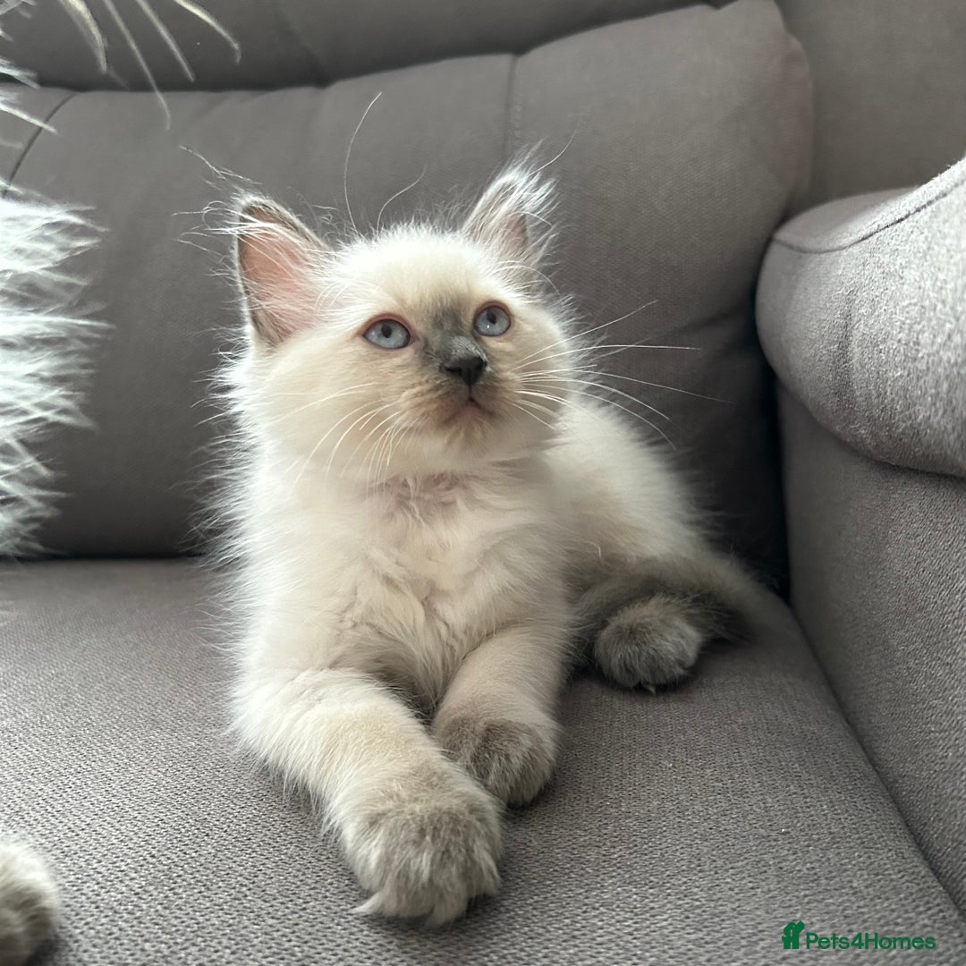 Ragdoll cats for sale: 😻 5 Beautiful Purebred Ragdoll Kittens 😻 - Image 19