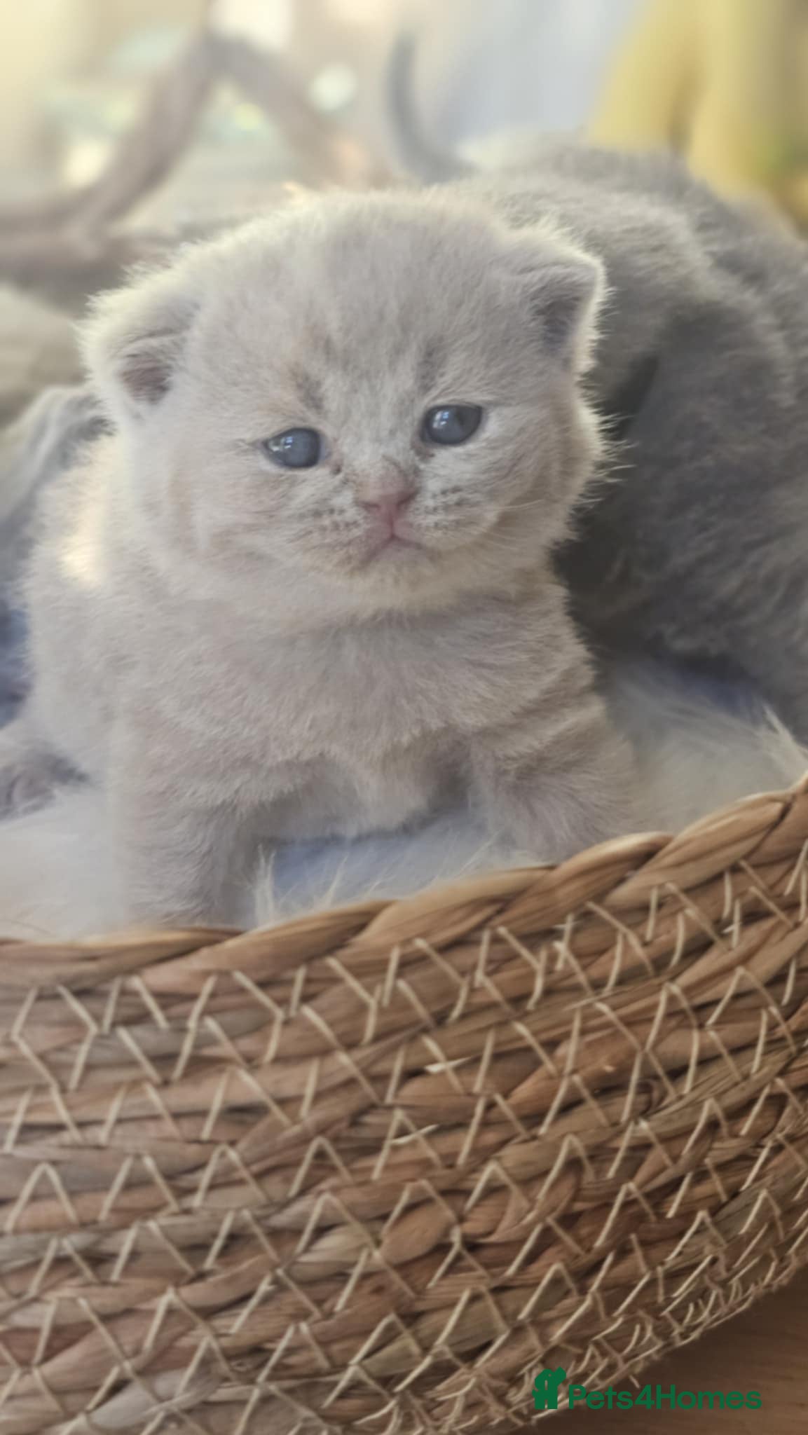 British Shorthair cats High-Quality British Shorthair Kittens GCCF🐾 - Advert 4