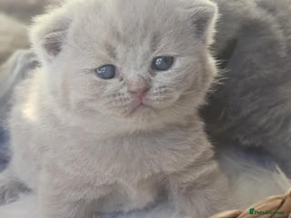 British Shorthair cats High-Quality British Shorthair Kittens GCCF🐾 - Advert 4