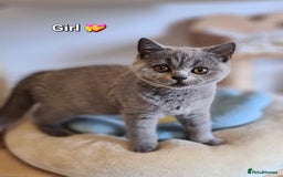 British Shorthair cats for sale: GCCF Lilac,Blue,Bicolor quality BSH kittens  - Image 8