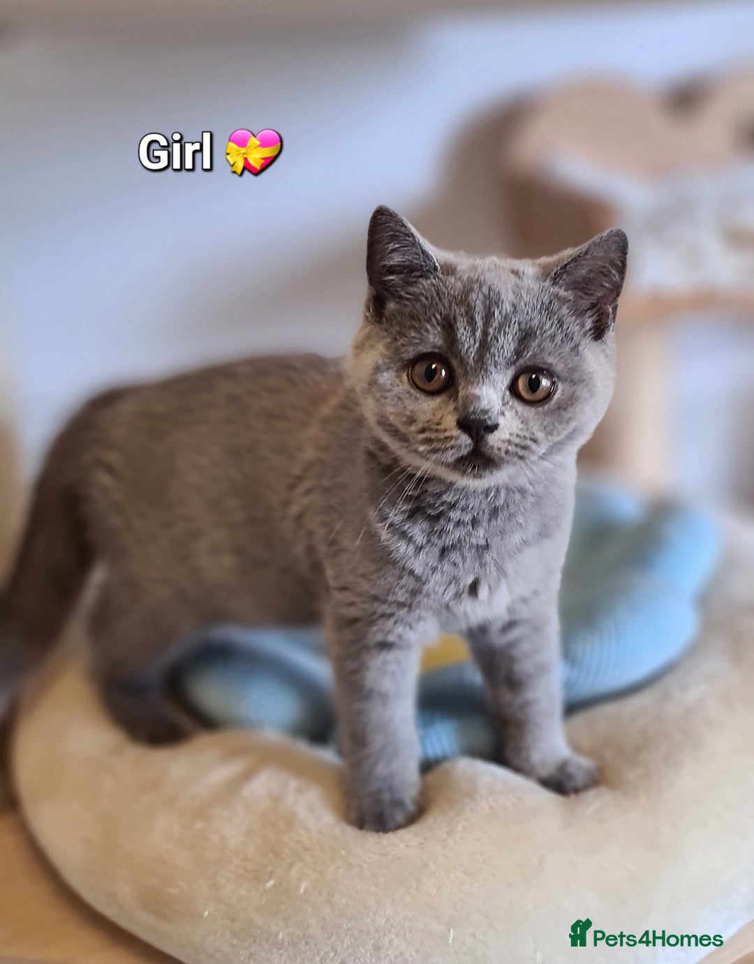 British Shorthair cats for sale: GCCF Lilac,Blue,Bicolor quality BSH kittens  - Image 8
