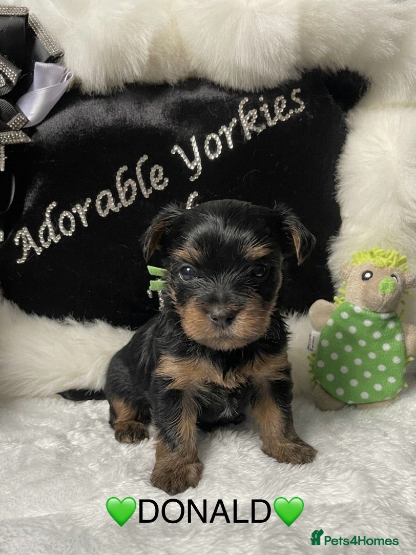 Yorkshire Terrier dogs Adorarable Yorkie Boys 5🌟Licenced Breeder - Advert 2