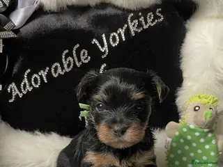 Yorkshire Terrier dogs Adorarable Yorkie Boys 5🌟Licenced Breeder - Advert 2