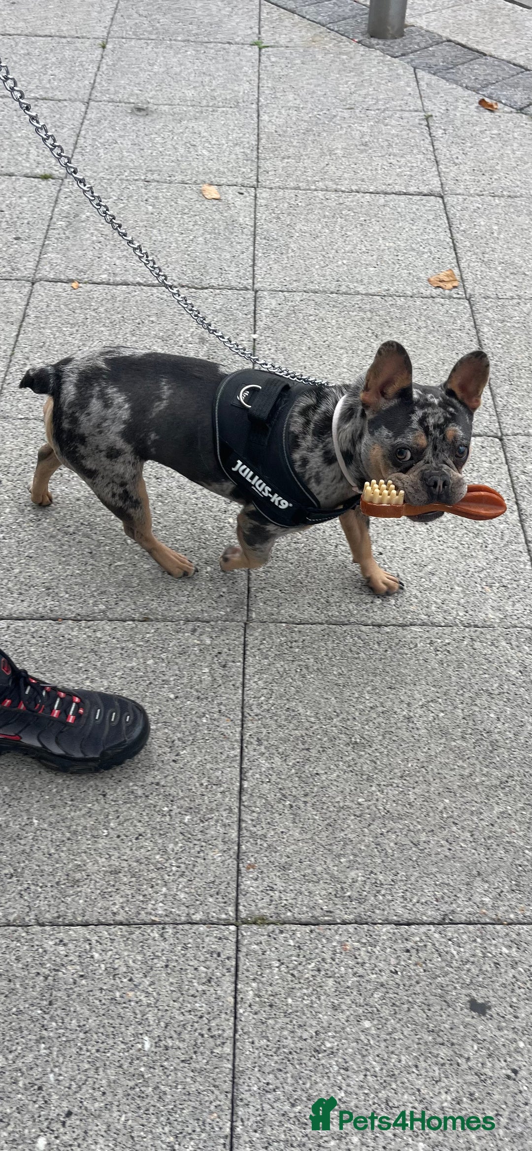 French Bulldog dogs for sale: Female French bulldog for sale - Advert 2