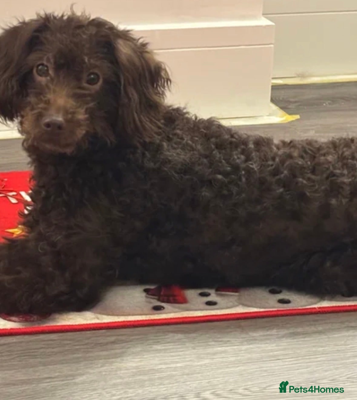 Labradoodle dogs Exceptional Miniature Labradoodle Girls  - Advert 8