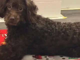 Labradoodle dogs Exceptional Miniature Labradoodle Girls - Advert 3