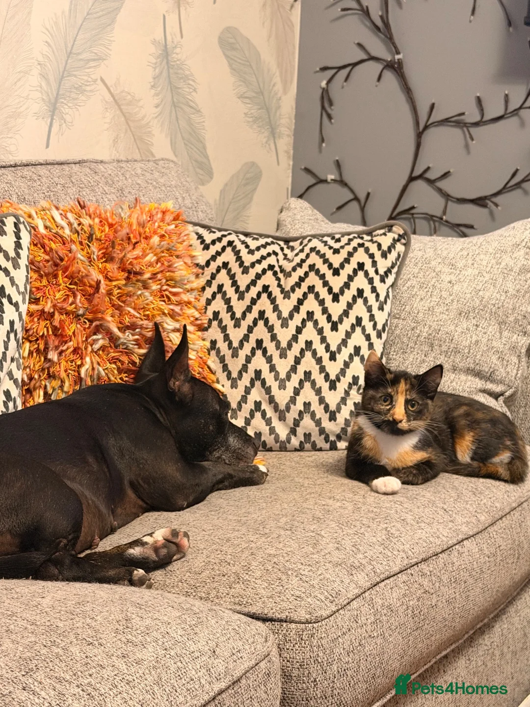 Mixed Breed cats for sale: 2 kittens  in Leicester - Advert 1