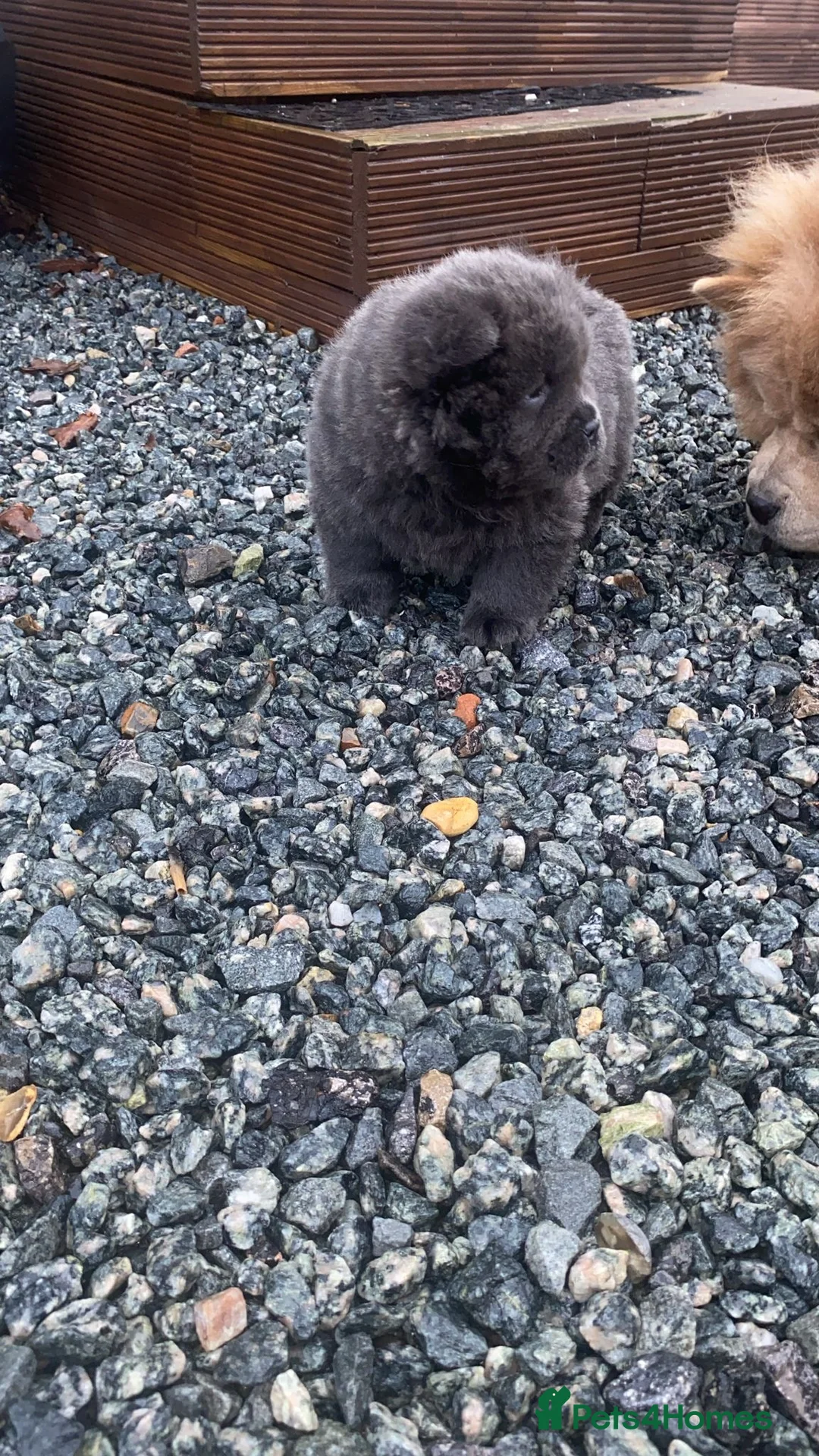 Chow Chow dogs for sale: Chow chow puppy - Advert 3