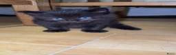 Mixed Breed cats for sale: 2 MALE BLACK LONG HAIRED FLUFFY KITTENS LEFT💘 - Advert 19